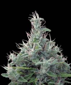 Ace Seeds | Libanese regolare