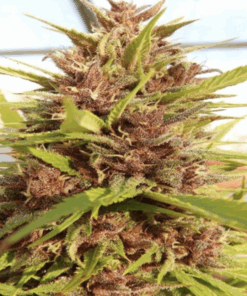 Ace Seeds | Malawi x PCK femminizzata