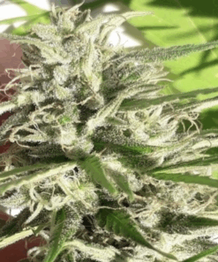Ace Seeds | Nuova Caledonia Regular