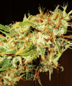 Ace Seeds | Zamaldelica femminizzata