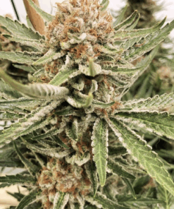Ace Seeds | Zamaldelica Regular