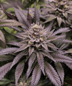 Dutch Passion | Orange Bud 2.0