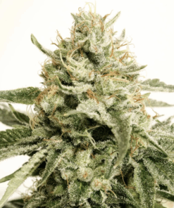 Dutch Passion | Ice Cream Haze
