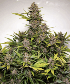 Dutch Passion | Auto Forbidden Cherry