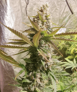 Dutch Passion | Strawberry Cookies