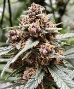 Dutch Passion | Durban Poison