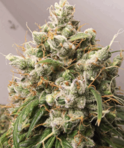 Dutch Passion | Auto Euforia