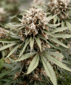 Dutch Passion | Power Plant