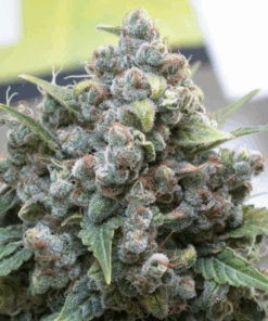 Dutch Passion | White Widow