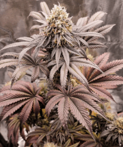 Dutch Passion | Mokum’s Tulip