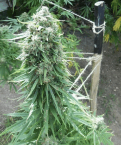 Dutch Passion | Pamir Gold