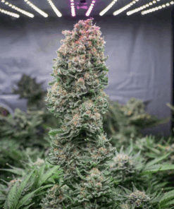 Dutch Passion | Glueberry O.G.