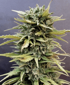 Dutch Passion | Skunk #11