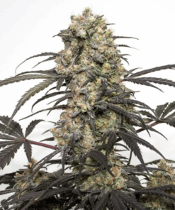 Dutch Passion | Passion Fruit
