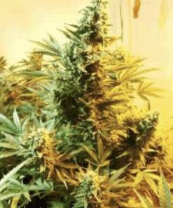 Dutch Passion | Skunk #1 10 Semi