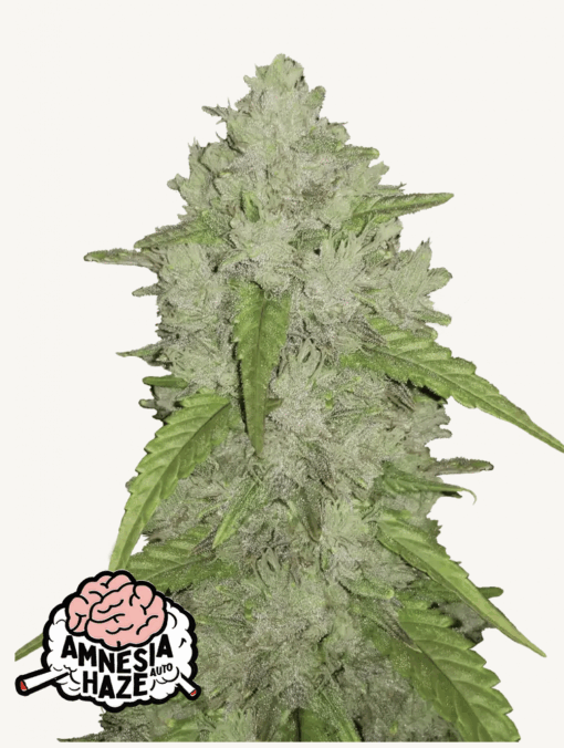 Fast Buds | Amnesia Haze Auto