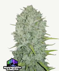 Fast Buds | Northern Lights Auto