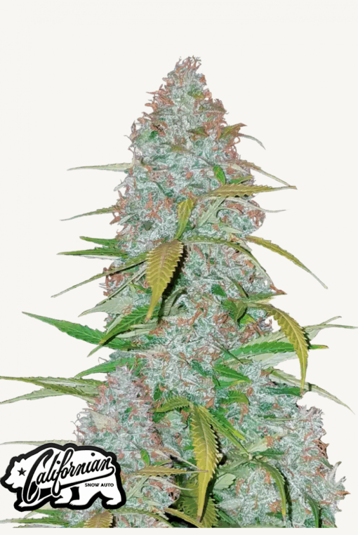 Fast Buds | Californian Snow Auto