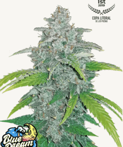 Fast Buds | Blue Dream Auto