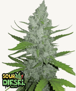 Fast Buds | Sour Diesel Auto
