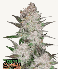 Fast Buds | Cream Cookies Auto