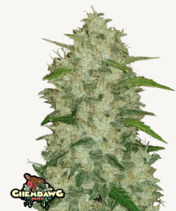 Fast Buds | Chemdawg Auto