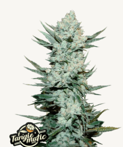 Fast Buds | Tangie Auto