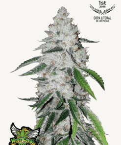 Fast Buds | West Coast O.G. Auto