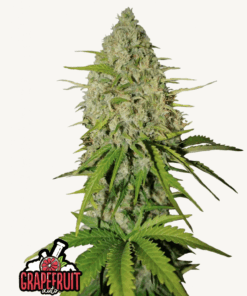 Fast Buds | Grapefruit Auto
