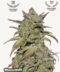 Fast Buds | Smoothie Auto