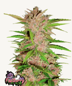 Fast Buds | Fastberry Auto