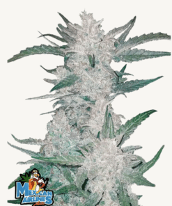 Fast Buds | Mexican Airlines Auto