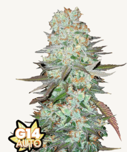 Fast Buds | G14 Auto