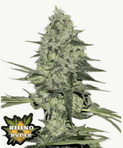 Fast Buds | Rhino Ryder Auto