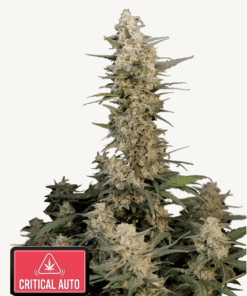 Fast Buds | Critical Auto