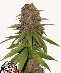 Fast Buds | C4 Auto