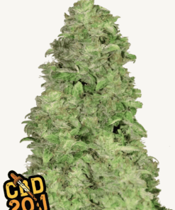 Fast Buds | CBD Auto 20:1