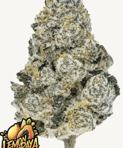 Fast Buds | Lemonpaya