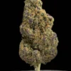 La Canapa Legale | Ultraviolet CBD indoor