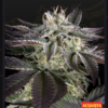 Greenhouse seeds | Sweet Valley Kush x Amnesia x Dosidos