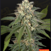 Greenhouse seeds | Neve hawaiana x Amnesia x Face Off