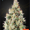Greenhouse seeds | Exodus Cheese x Ruderalis CBD