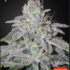 Greenhouse seeds | Franco's Lemon Cheese