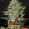 Greenhouse seeds | Exodus Cheese Auto