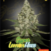 Greenhouse seeds | Super Lemon Haze