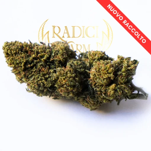 Radici Farm Shop | Mimosa Zkittlez - Cannabis Light