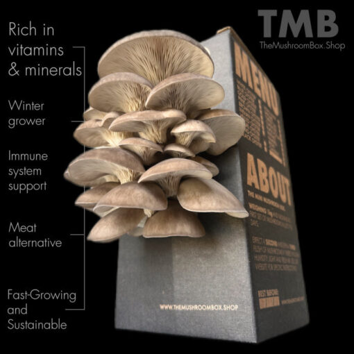 The Mushroom Box | Immune Booster - Black Pearl Oyster Mushroom Box